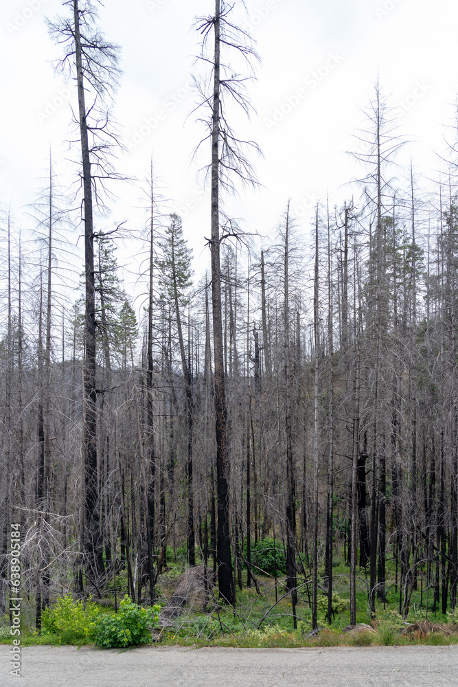Burned dead trees after forest fire in Northern California. Burned dead trees after forest fire in Northern California.