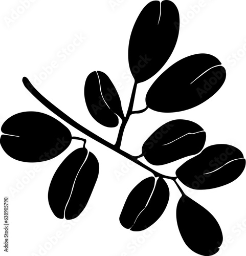 Altingiaceae icon photo