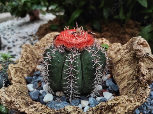 Melocactus matanzanus, common name dwarf Turk's-cap cactus or Turk's-cap cactus