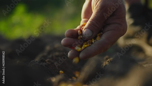 Farmer gardener plants sows grains corn in dry fertile soil. Close-up agro farmer planting corn seed grains outdoors, corn plantation sowing, agriculture. Agronomist manually planting seeds, corn cobs