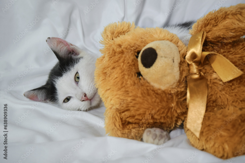 Cozy home background with a pet. A charming cute gray and white kitten with green eyes and a pink nose lies on a white sheet on the bed. A cat hugs a red teddy bear toy.