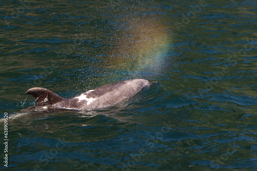 Amazing Whale blow making rainbow colours 