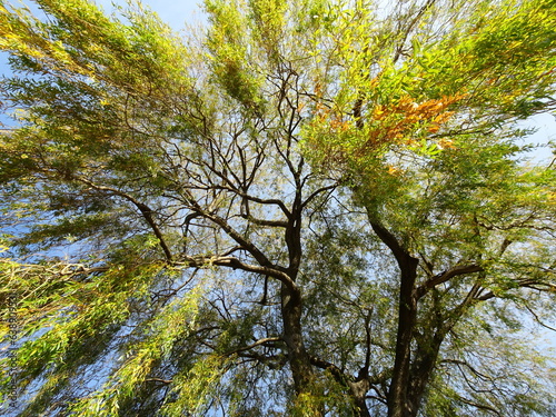 Upward image of a willow tree