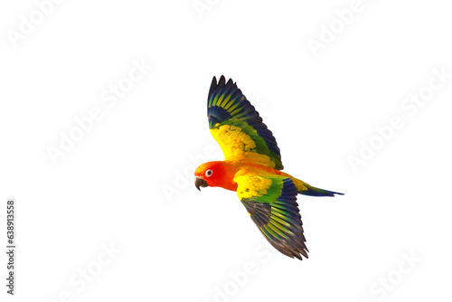 Beautiful of Sun conure parrot flying isolated on transparent background png file	