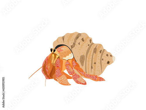 Paguroidea on a white background.