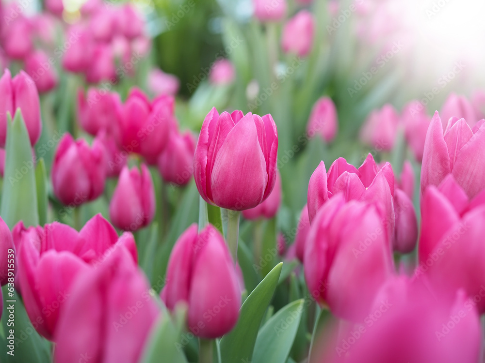 Pink tulip in the garden