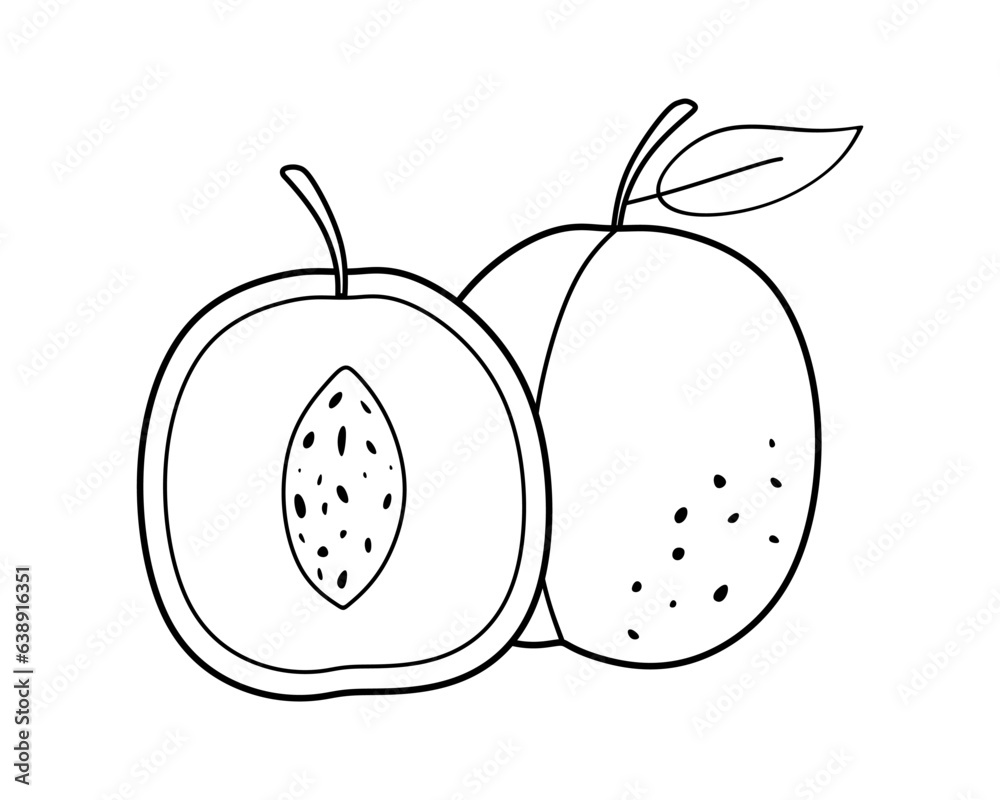 Obraz premium Hand drawn fruit of Apricot whole and half. Sketch of organic food. Apricot fruits in minimal linear style isolated for decoration, engraving, label, poster, print and menu. Vector illustration