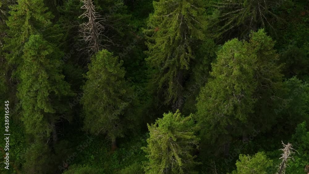 Aerial view of green summer forest with spruce and pine trees . Aerial view of green summer forest with spruce and pine trees .