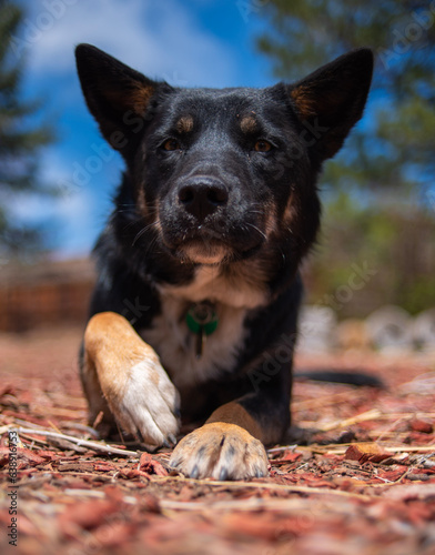 Kelpie dog
