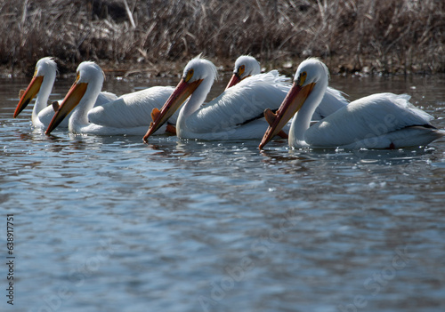 Pelican swim