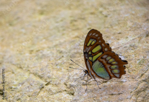 Butterfly on the ground