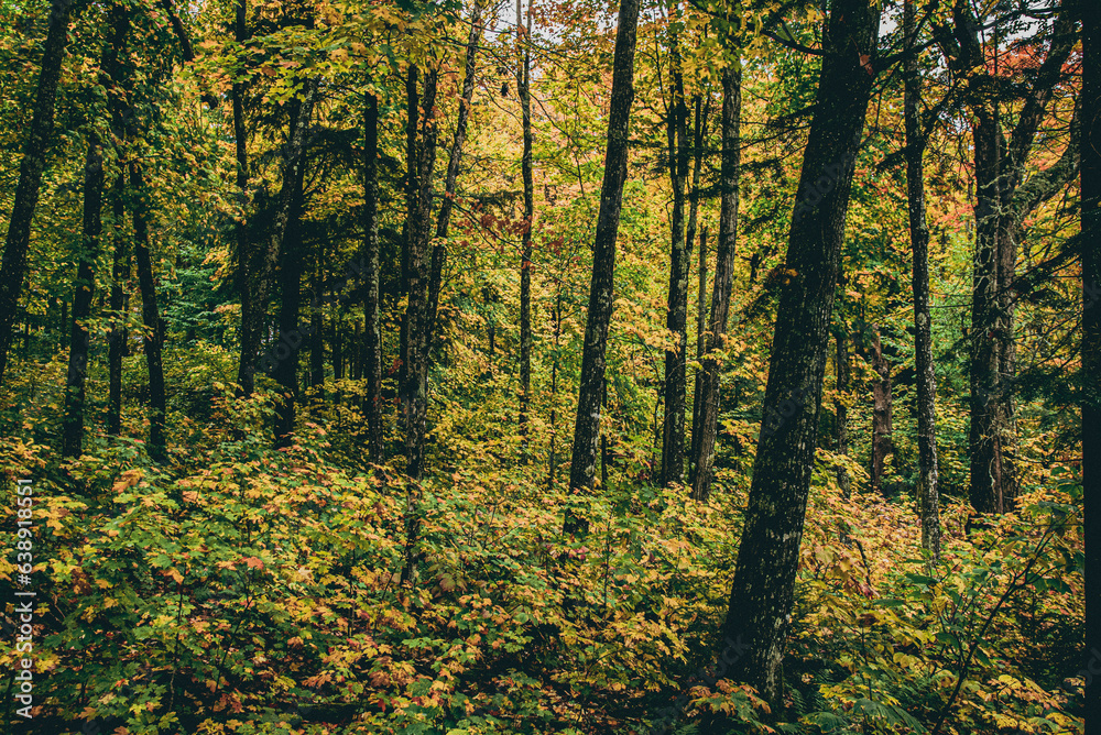 Forrest Line in Fall Forrest Line in Fall