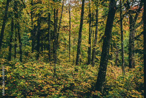 Forrest Line in Fall © Dylan