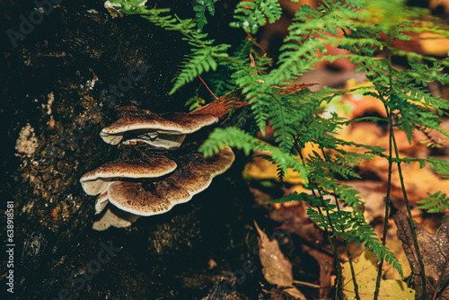 Mushrooms with ferns