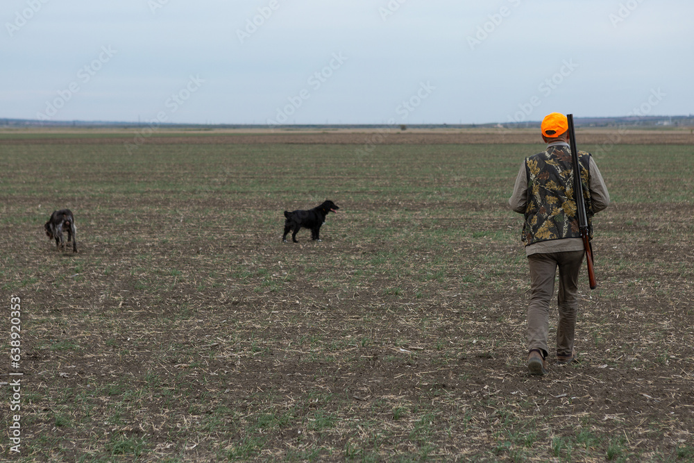 Mature man hunter with gun while walking on field with your dogs Mature man hunter with gun while walking on field with your dogs