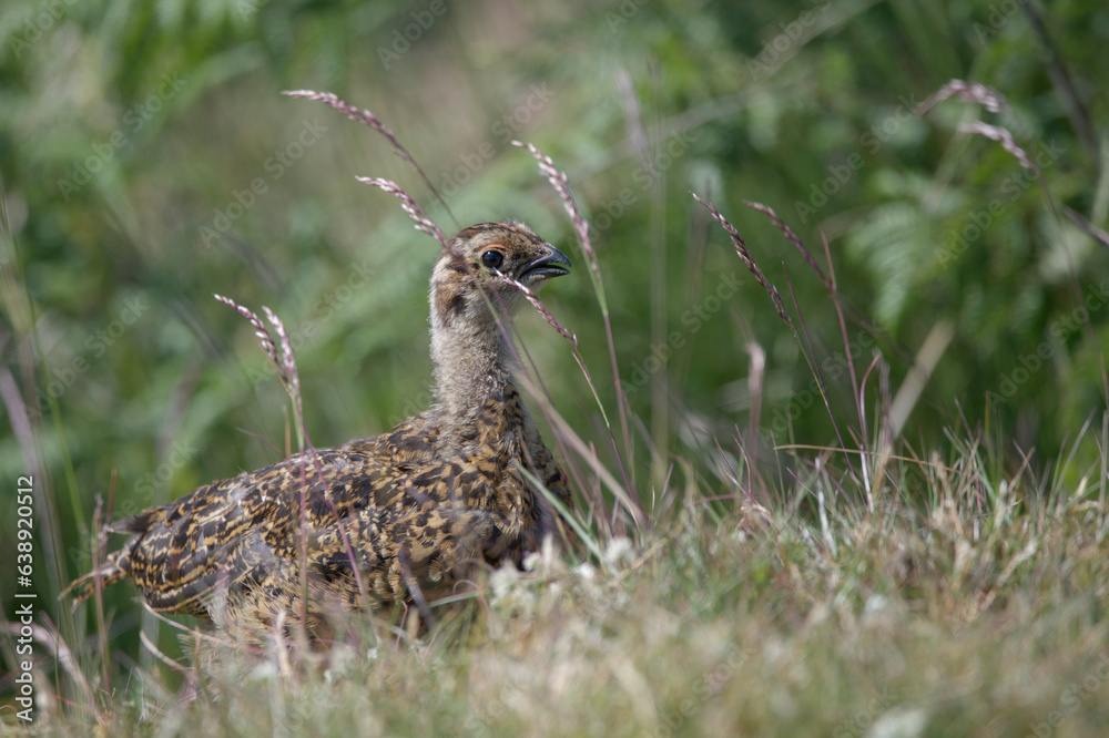Young grouse Young grouse