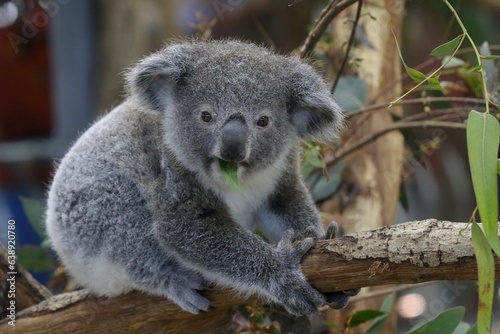 ユーカリの葉を咥えたコアラの赤ちゃん