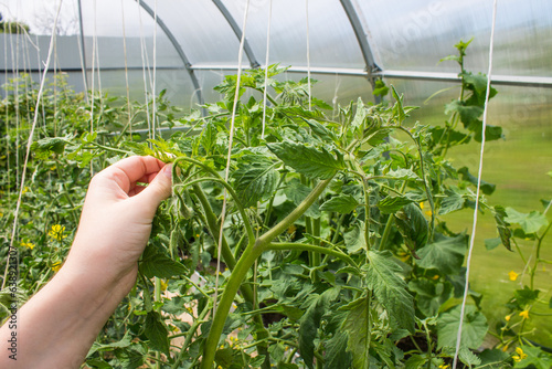 The gardener takes care of the tops of tomatoes in the greenhouse - cuts branches with green leaves. Concept gardening