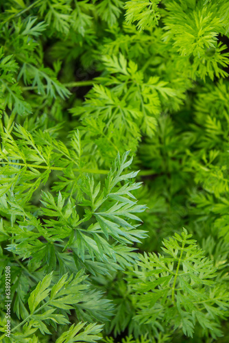 Natural green background - bright branches of carrot tops in close-up and space for copying