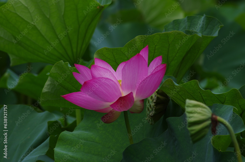 Close-up of Lotus in the Pond