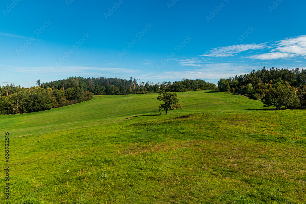 Fototapeta premium Early autumn landscape with meadow with isolated tree and forest around