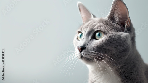 Beautiful gray cat isolated on white background
