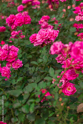 Roses flowers branch and leaves. Aesthetic floral background.