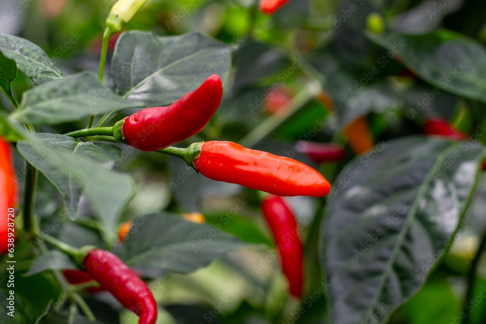 Cultivation of Tabasco pepper ready to be harvested. Crops of La Unión Valle del Cauca Colombia. Cultivation of Tabasco pepper ready to be harvested. Crops of La Unión Valle del Cauca Colombia.