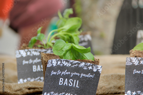 Selective focus of basil plants in sustainable containers at farmers market to be planted in a garden.