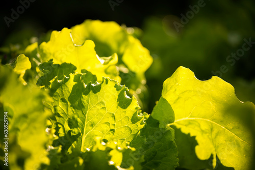 green lettuce leaves growing in the garden in sunlight. selective focus.