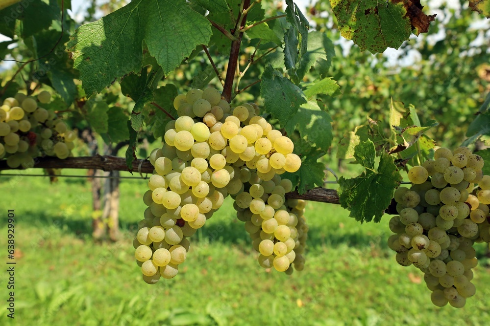 Ripe Chardonnay Blanc grapes hanging on vine in the end of summer.