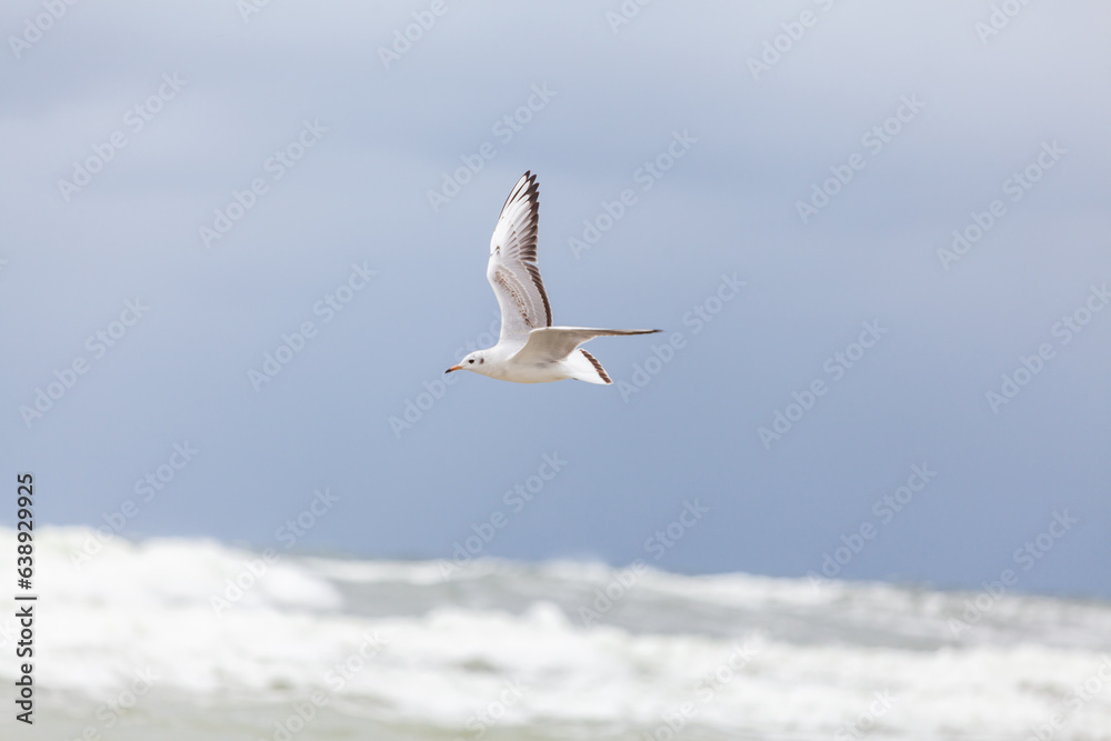Seagull in the natural environment on the Baltic Sea. Seagull in the natural environment on the Baltic Sea.