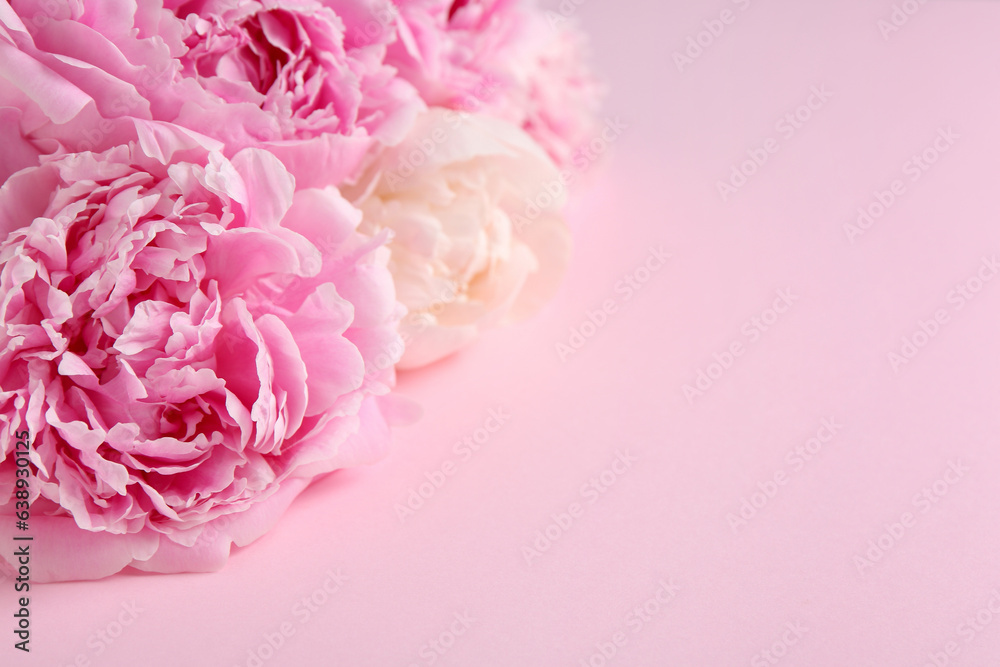Beautiful peonies on pink background, closeup. Space for text Beautiful peonies on pink background, closeup. Space for text
