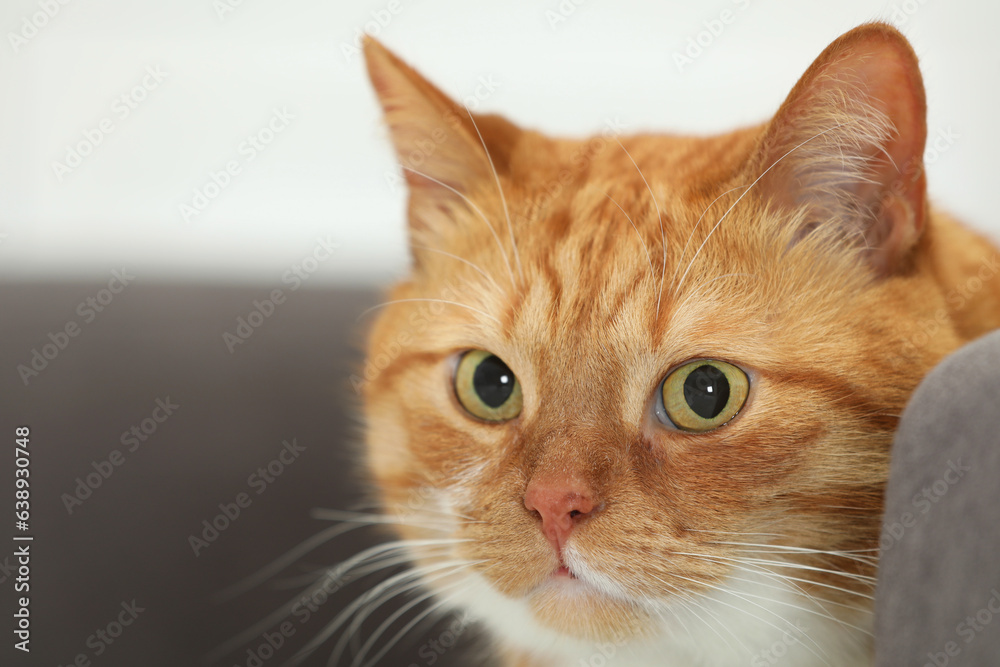 Cute ginger cat on blurred background, closeup Cute ginger cat on blurred background, closeup