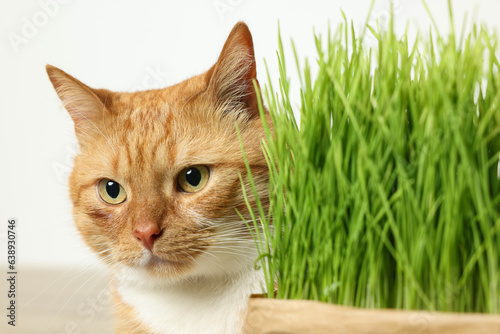 Cute ginger cat and potted green grass on white background, closeup