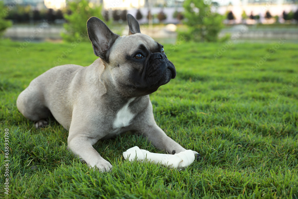 Cute French bulldog and bone treat on green grass outdoors. Lovely pet