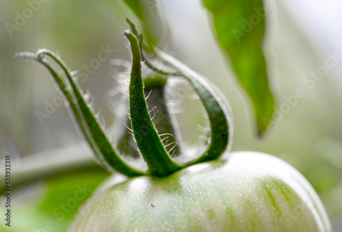 Macro image of the top of a young ripening tomato