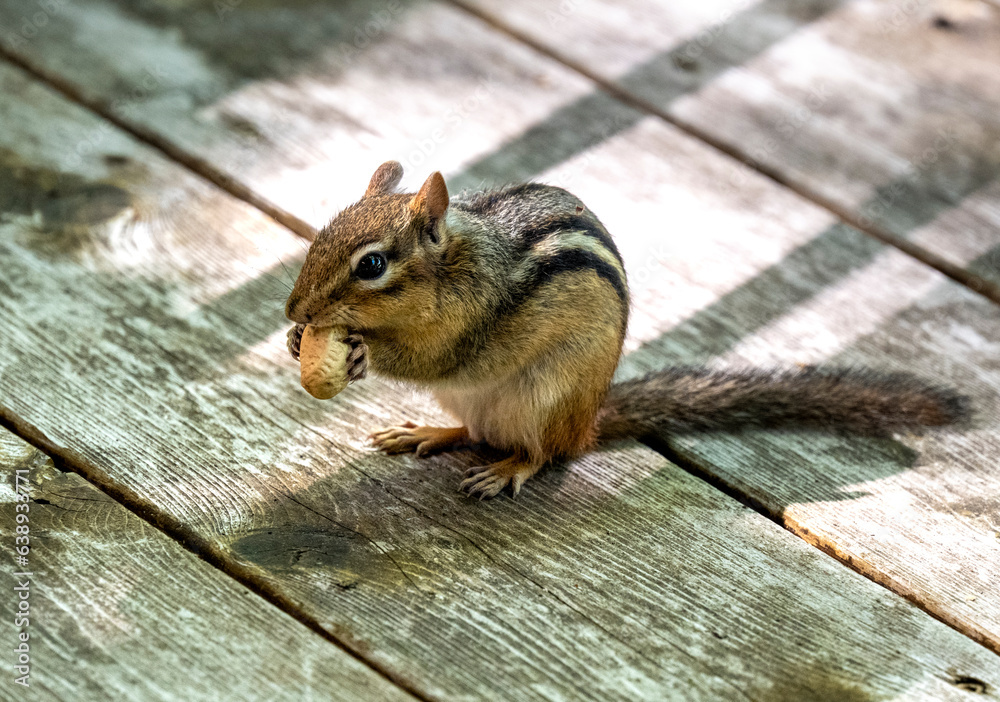 Striped chipmunk eating a peanut on a weathered wooden deck