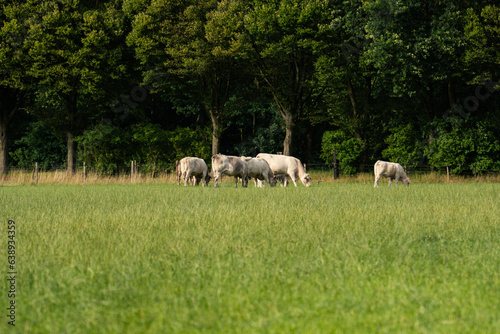white cows on the field, Netherlands