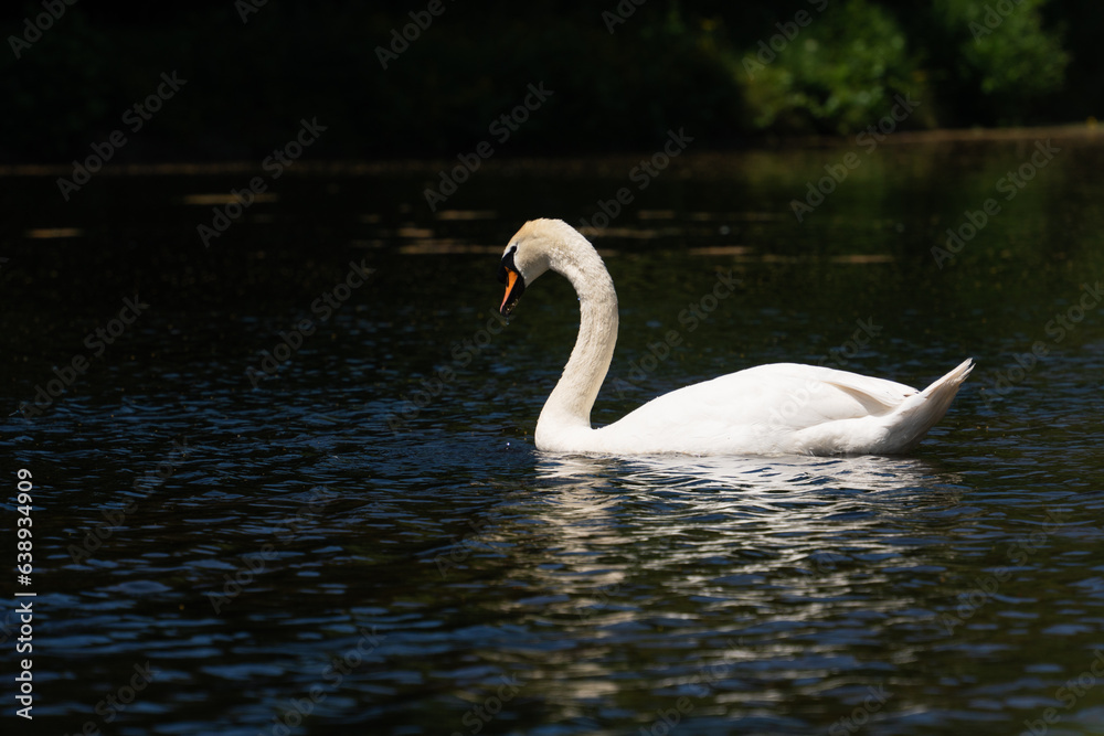 Fototapeta premium white swan on the pond in park in Hague, the Netherlands