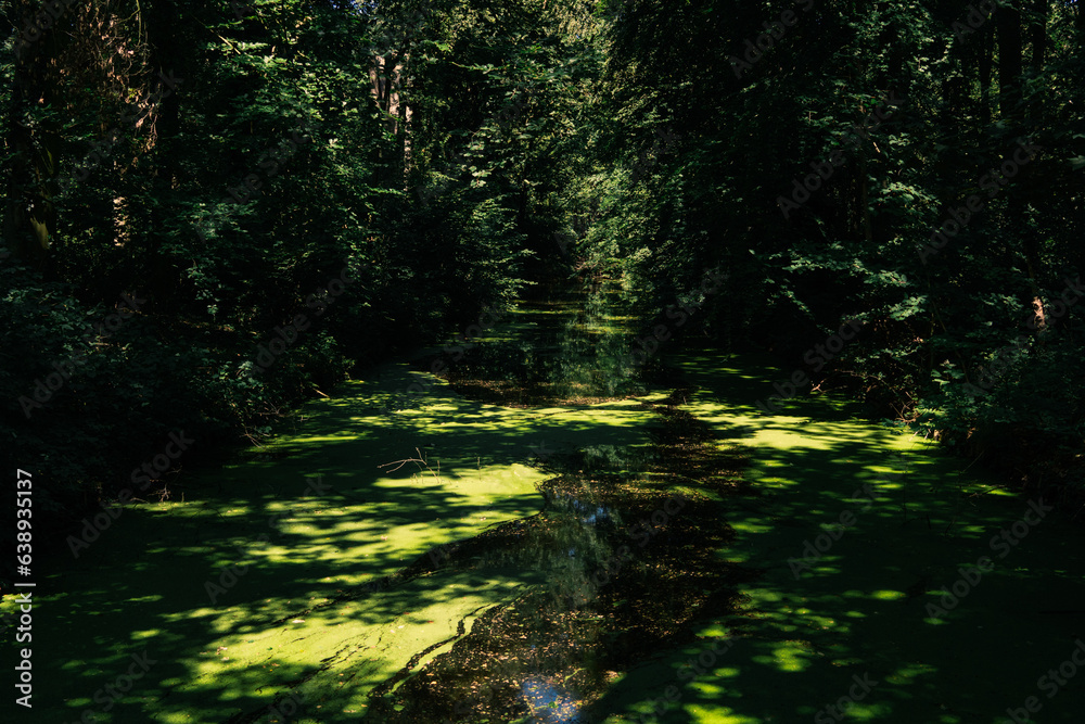river in the forest, park in Hague river in the forest, park in Hague