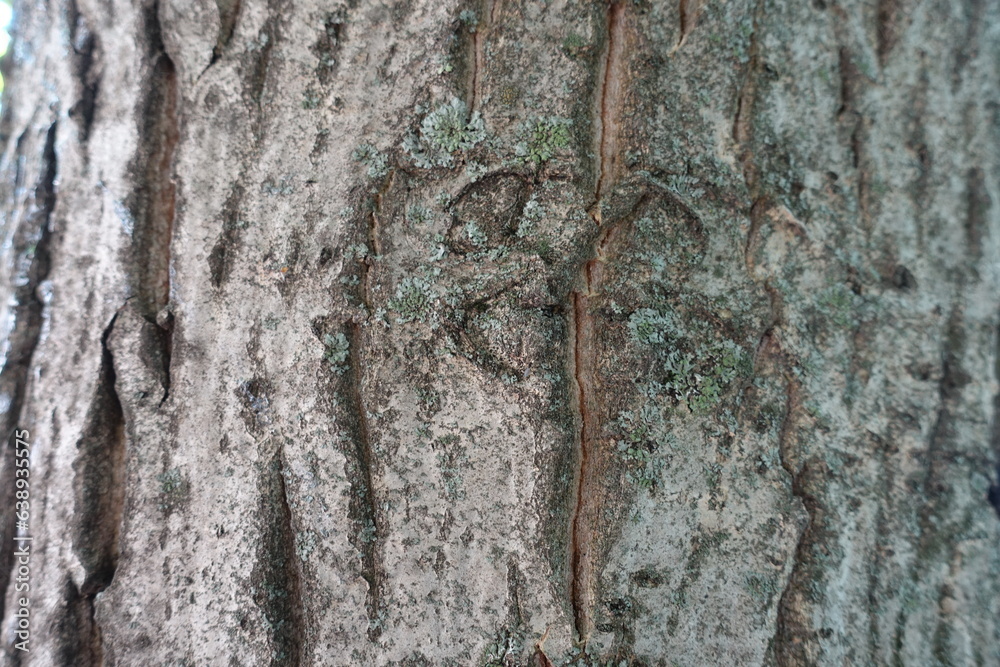 Macro of grey nark of Persian walnut tree Macro of grey nark of Persian walnut tree