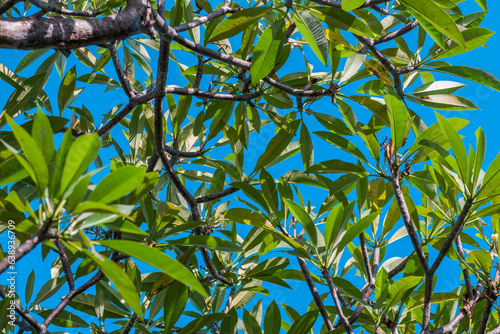 Kamboja tree with blue sky background