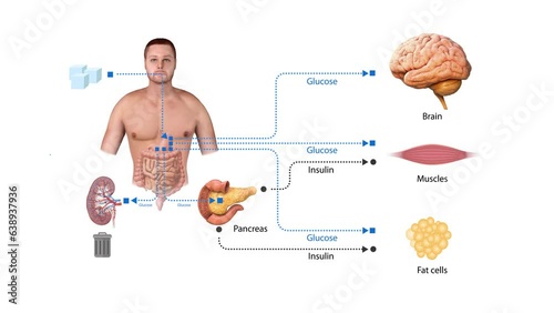 glucose insulin schematic diagram, Educational medical information. 2d 3d animation, render, metabolic diseases, pancreatic disease, insulin receptors, pancreas, 3d model anatomy photo
