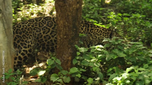 jaguar tiger walking in the forest