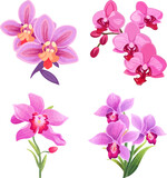 Hand Drawn Orchid Flower Illustration Set
