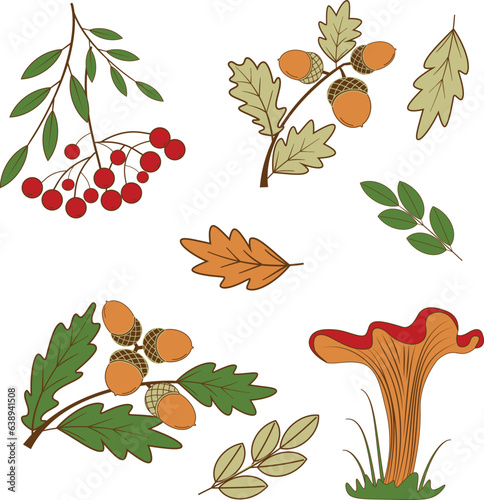 Autumn set of leaves, acorn,chanterelle mushroom and rowan tassels