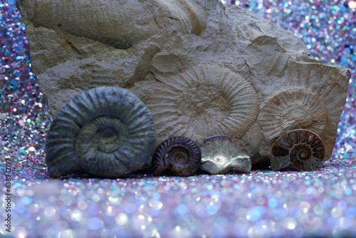 Ammonite is a fossil of a squid, photographed in close-up in studio photo