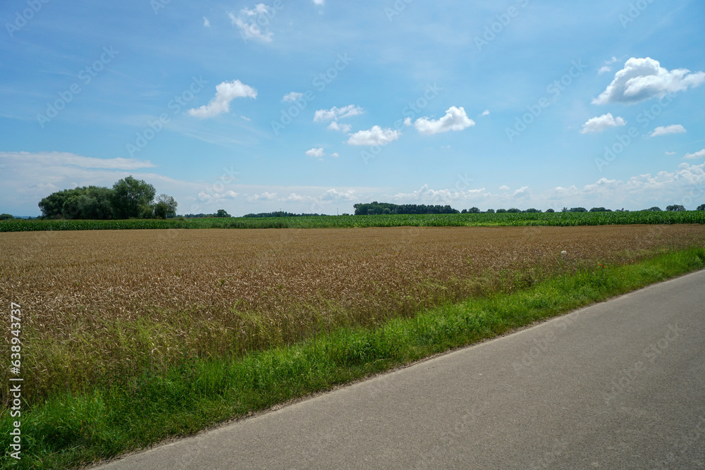 Landscape with grain fields and grain Landscape with grain fields and grain
