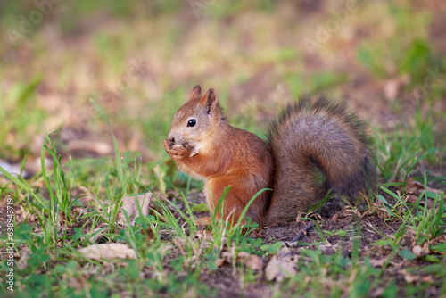 A cute squirrel is sitting on a ground and eating a nut